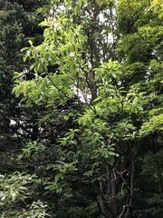 Franklinia