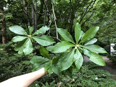 Franklinia