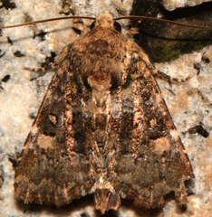Phosphila miselioides