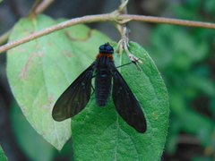 Cyananthrax cyanopterus