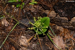 Malaxis novogaliciana