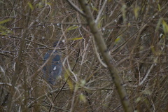 Nycticorax nycticorax obscurus