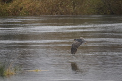 Nycticorax nycticorax obscurus