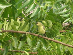 Chalcomitra fuliginosa