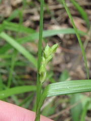 Carex grisea