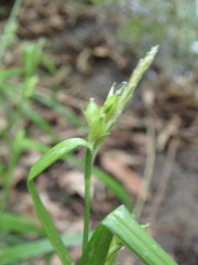 Carex grisea