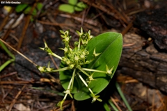 Malaxis novogaliciana