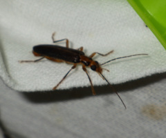 Nacerdes carniolica