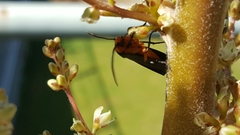 Gnamptonychia ventralis