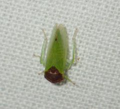 Iassus scutellaris