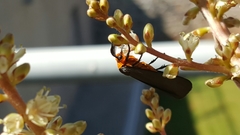 Gnamptonychia ventralis