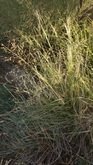 Muhlenbergia porteri