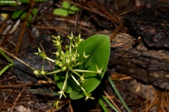 Malaxis novogaliciana