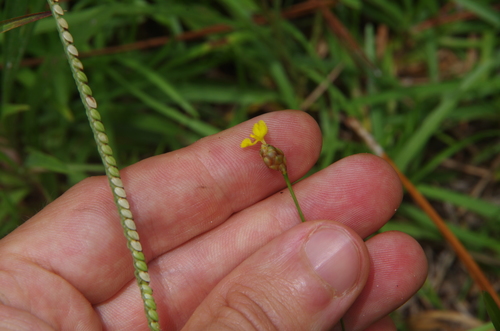 Louisiana Yellow-eyed Grass (Xyris louisianica)