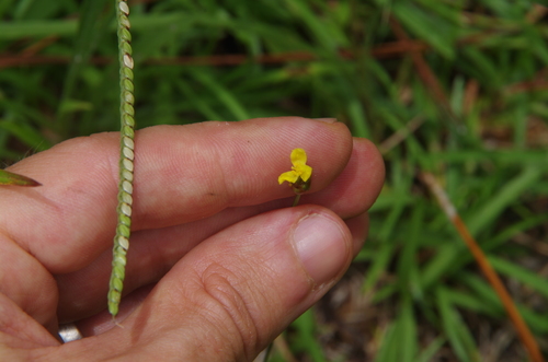 Image of Xyris louisianica by (c) Eric Knight, some rights reserved (CC BY)