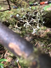 Tuckermanopsis subalpina