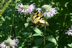 Papilio glaucus