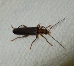 Nacerdes carniolica