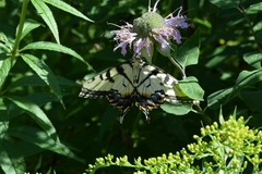 Papilio glaucus