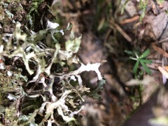 Tuckermanopsis subalpina