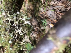 Tuckermanopsis subalpina