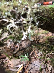 Tuckermanopsis subalpina