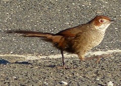 Dasyornis broadbenti