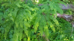 Adiantum aleuticum aleuticum
