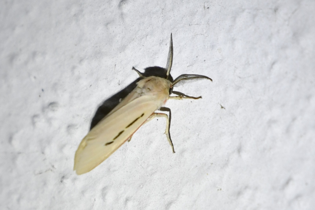Micraloa