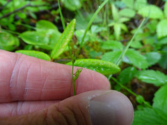 Carex leptalea leptalea