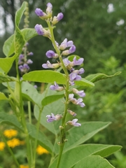 Orbexilum onobrychis