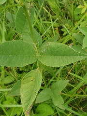 Orbexilum onobrychis