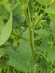 Orbexilum onobrychis