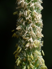 Alopecurus pratensis pratensis