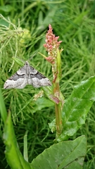Xanthorhoe decoloraria