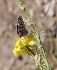 Euphilotes enoptes smithi