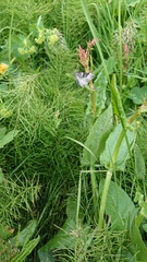 Xanthorhoe decoloraria