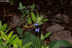 Salvia nana
