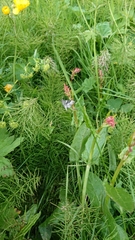 Xanthorhoe decoloraria