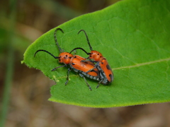 Tetraopes melanurus