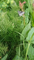 Xanthorhoe decoloraria