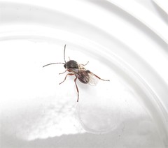 Amphibolips quercusspongifica