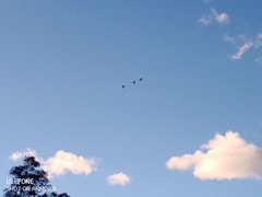 Calyptorhynchus lathami