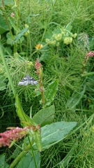 Xanthorhoe decoloraria