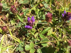 Prunella vulgaris vulgaris