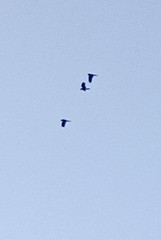 Calyptorhynchus lathami