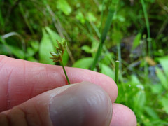 Carex tenuiflora