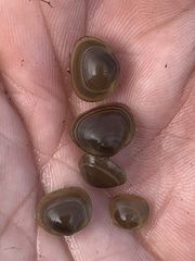 Sphaerium rhomboideum