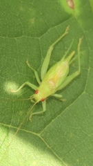 Cyrtoxipha columbiana