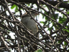 Arremonops rufivirgatus